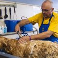 Toilettage pour chien