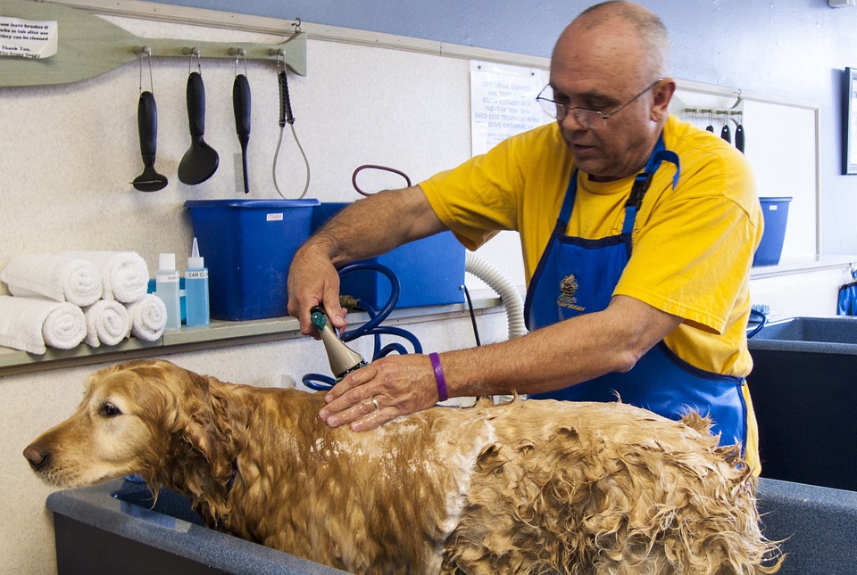 Toilettage pour chien