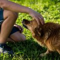 Chenil pour chien