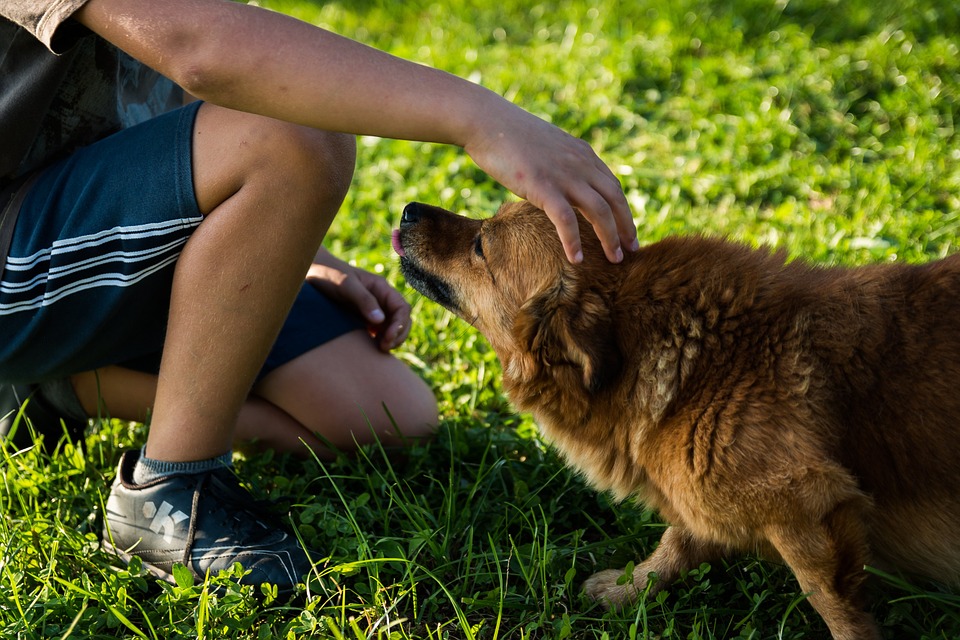 Chenil pour chien