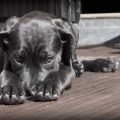 Le dressage pour chiens