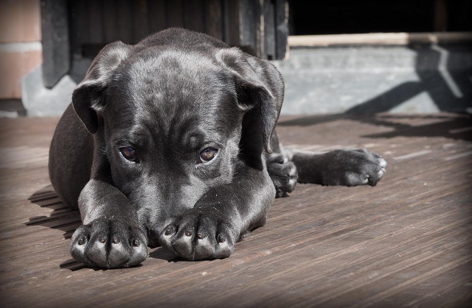 Le dressage pour chiens