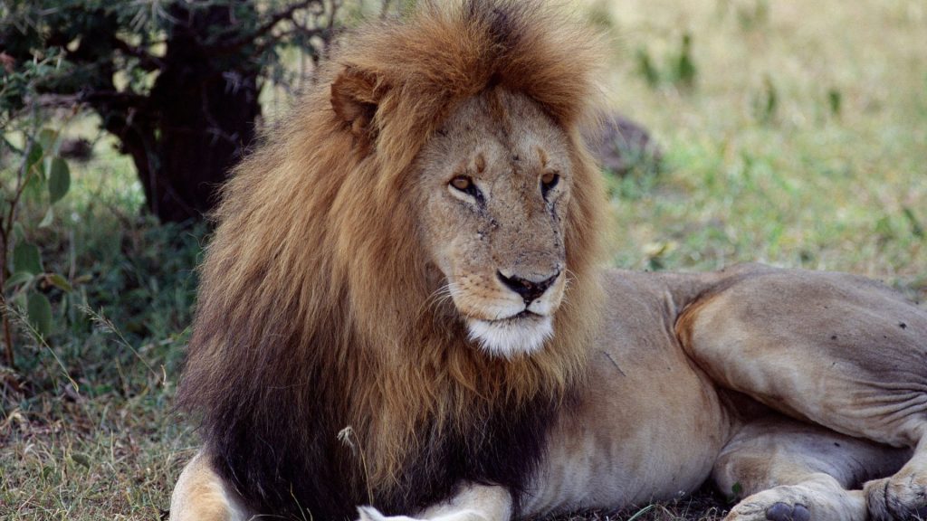 lion