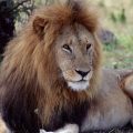 lion