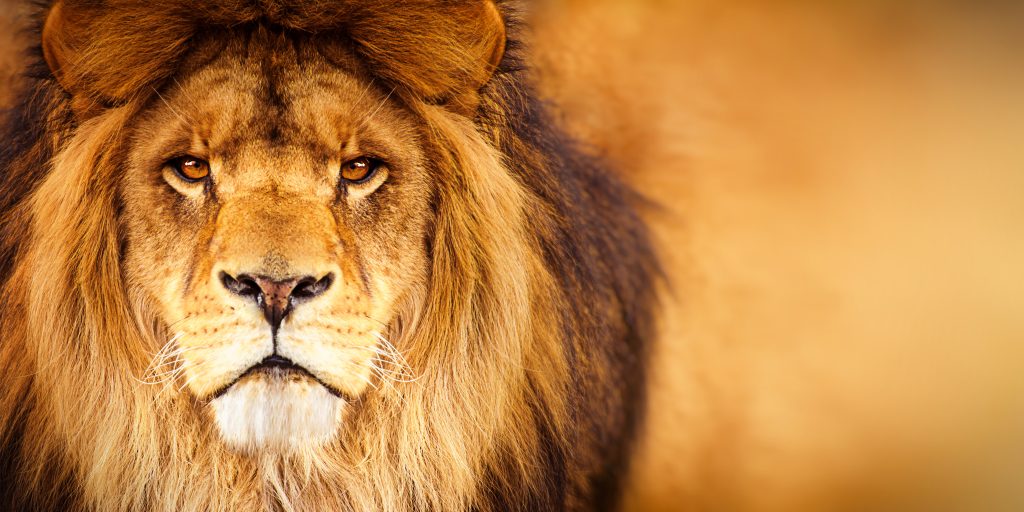 lion