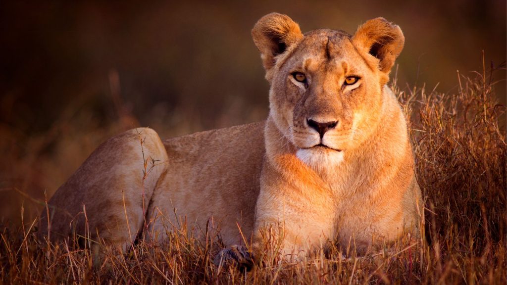 Lionne
