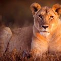 Lionne