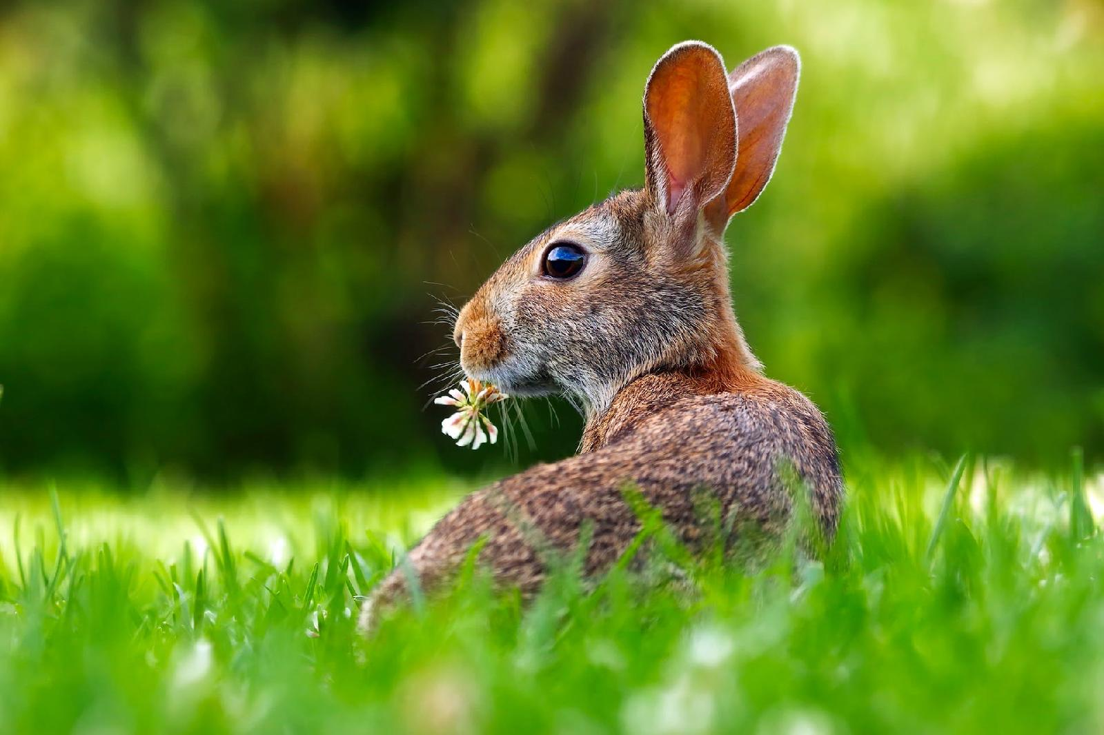 Connaissezvous les caractéristiques génétiques des lapins nains ? Animal focus